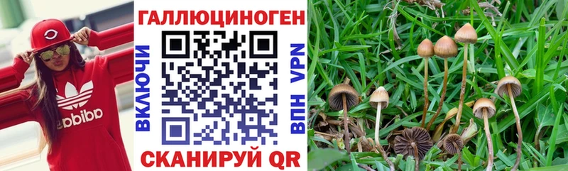 Галлюциногенные грибы Psilocybe цена Белоозёрский